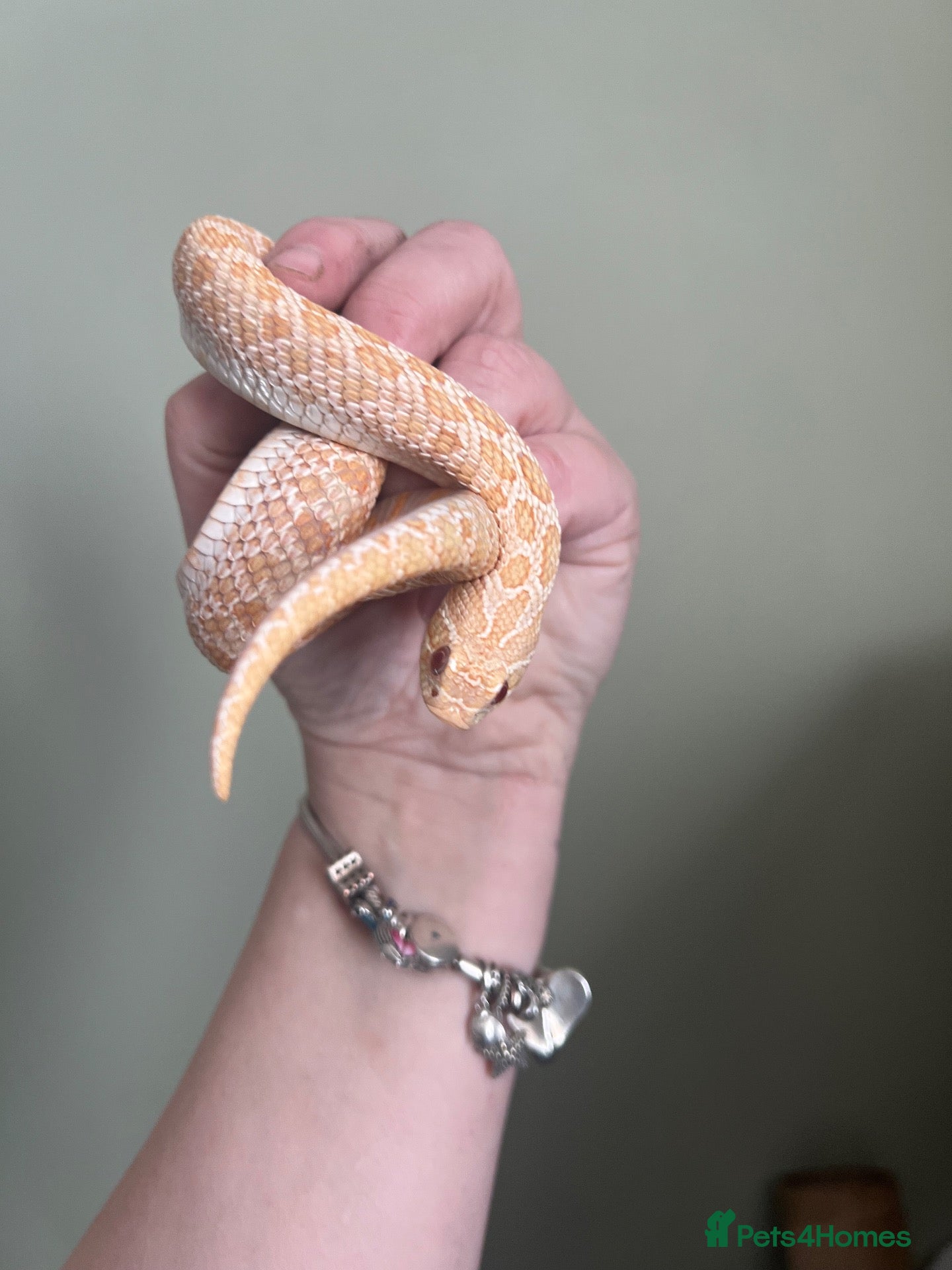 Snake reptiles Stunning Western Hognose female. With full set up - Advert 1