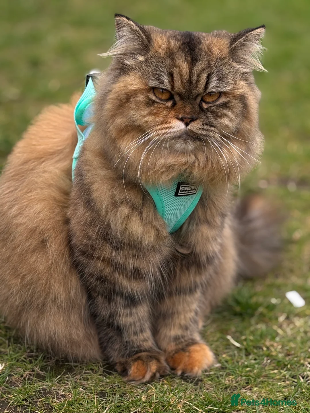 Gallery Image {{count}}