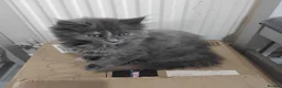 Maine Coon cats for sale: Purebred female main coon kitten - Advert 4