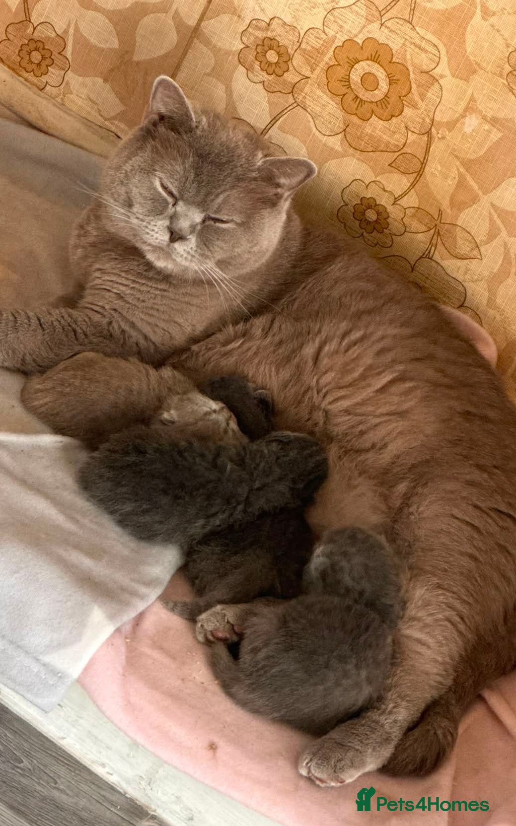 British Shorthair cats British Shorthair Kittens - Advert 2