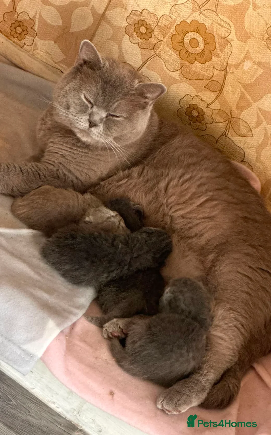 British Shorthair cats for sale: British Shorthair Kittens in Coventry - Advert 2
