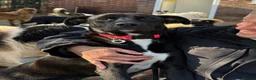 Mixed Breed dogs for adoption: Holly - Norwich Norfolk  in Norwich - Advert 9