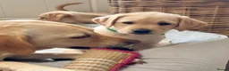 Labrador Retriever dogs for sale: Two adorable golden Labrador puppies in Saffron Walden - Advert 10
