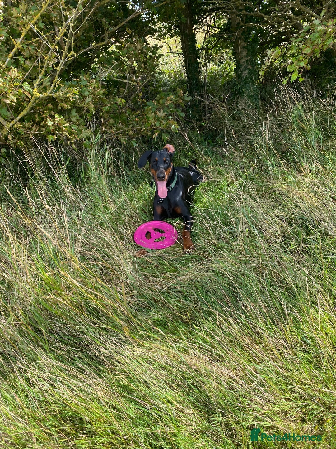 Dobermann dogs for sale: Beautiful female Doberman  - Advert 10