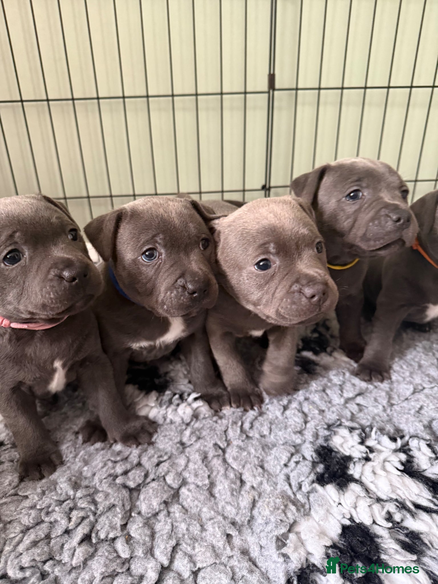 Staffordshire Bull Terrier dogs for sale: 🏆🥇CHAMPION PHARAON🥇🏆 blue Staffy puppies  - Advert 1