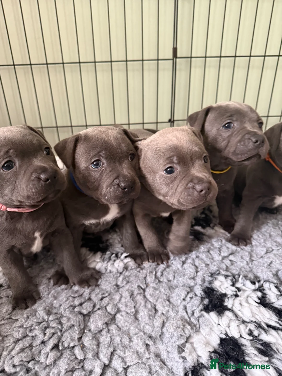 Staffordshire Bull Terrier dogs for sale: 🏆🥇CHAMPION PHARAON🥇🏆 blue Staffy puppies  - Advert 1