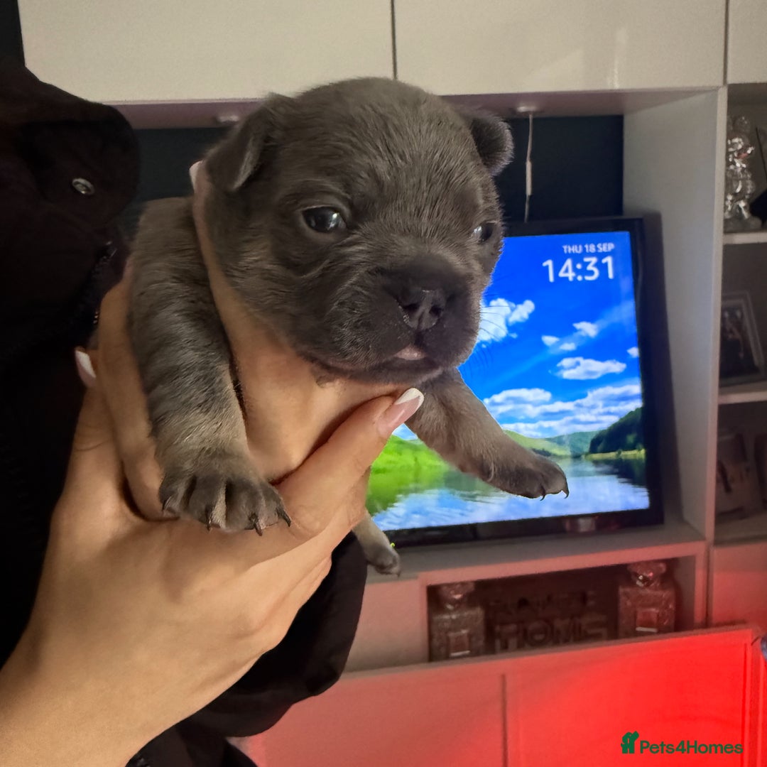 French Bulldog dogs for sale: 🐾 Adorable French Bulldog Puppies Available! 🐾 - Image 6