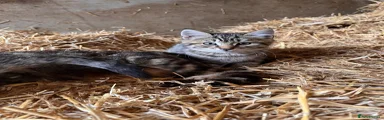 Tabby Male 1