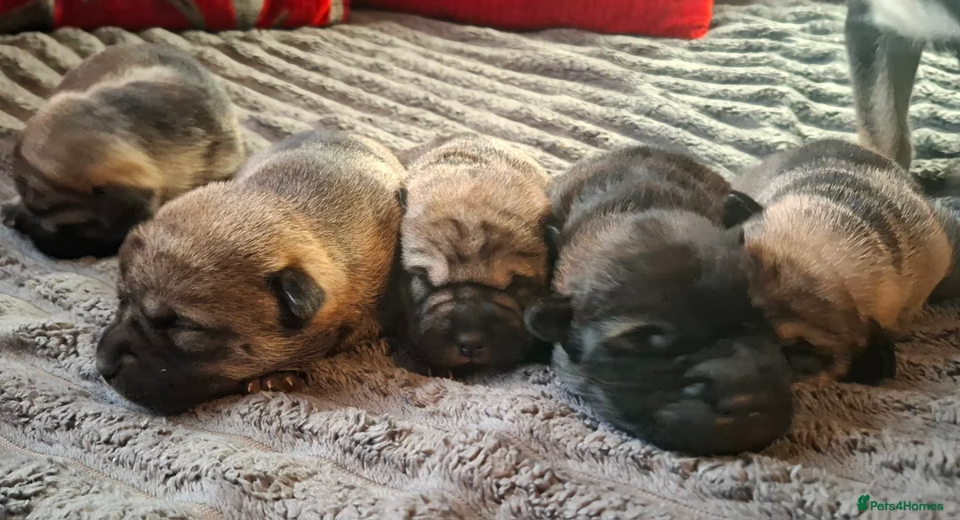 Mixed Breed dogs for sale: Rus-A-Pei ( Rare ) - Advert 4