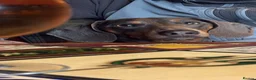 Miniature Dachshund dogs for stud: 🐾SNOOP🐾 blue and tan miniature stud(proven) - Advert 10
