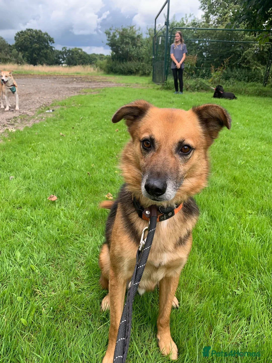 Mixed Breed dogs for adoption: Meet Star, currently residing in Cheshire  in Nantwich - Advert 10