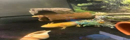 Axolotl reptiles for sale: Two baby axolotl  - Advert 2
