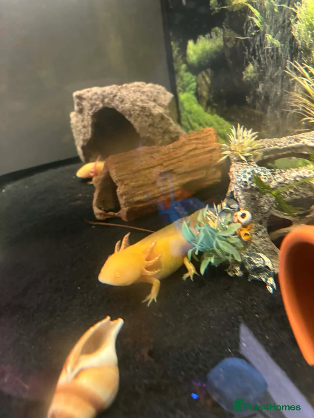 Axolotl reptiles for sale: Two baby axolotl  - Advert 2