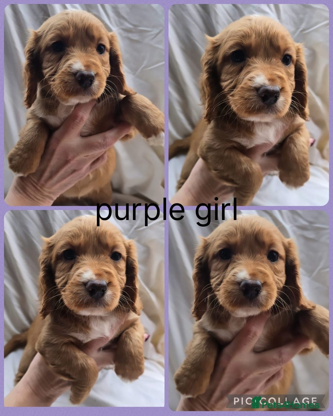 Cocker Spaniel dogs for sale: Top kc working cocker spaniels - Advert 1