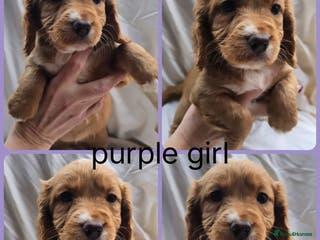 Cocker Spaniel dogs Top kc working cocker spaniels - Advert 1