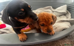 Miniature Dachshund dogs for sale: Ready Now!  1 little boy mini dachshunds  - Image 7