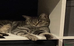 Bengal cats for sale: 🐾 BeautifulBengal Cat for Sale — Meet Cricket 🐾 - Image 2
