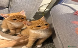 Mixed Breed cats for sale: 2 loveable boys - Image 5