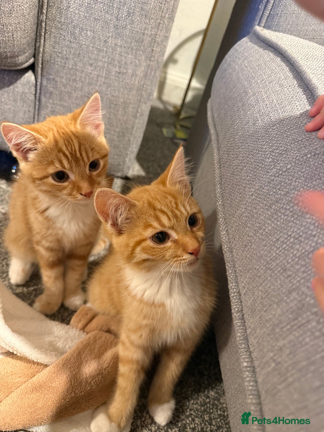 Mixed Breed cats for sale: 2 loveable boys - Image 5
