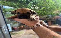 Great Dane dogs for sale: Champion Great Dane puppies for sale - Image 30