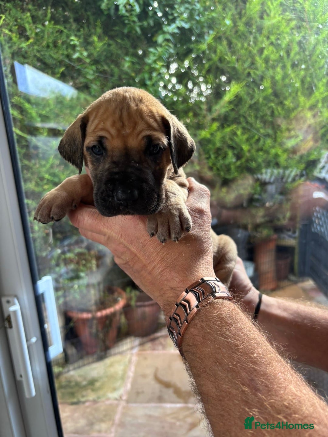 Great Dane dogs for sale: Champion Great Dane puppies for sale - Image 30