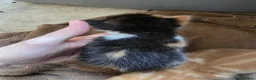 Mixed Breed cats for sale: Beautiful kittens avaliable  - Advert 5