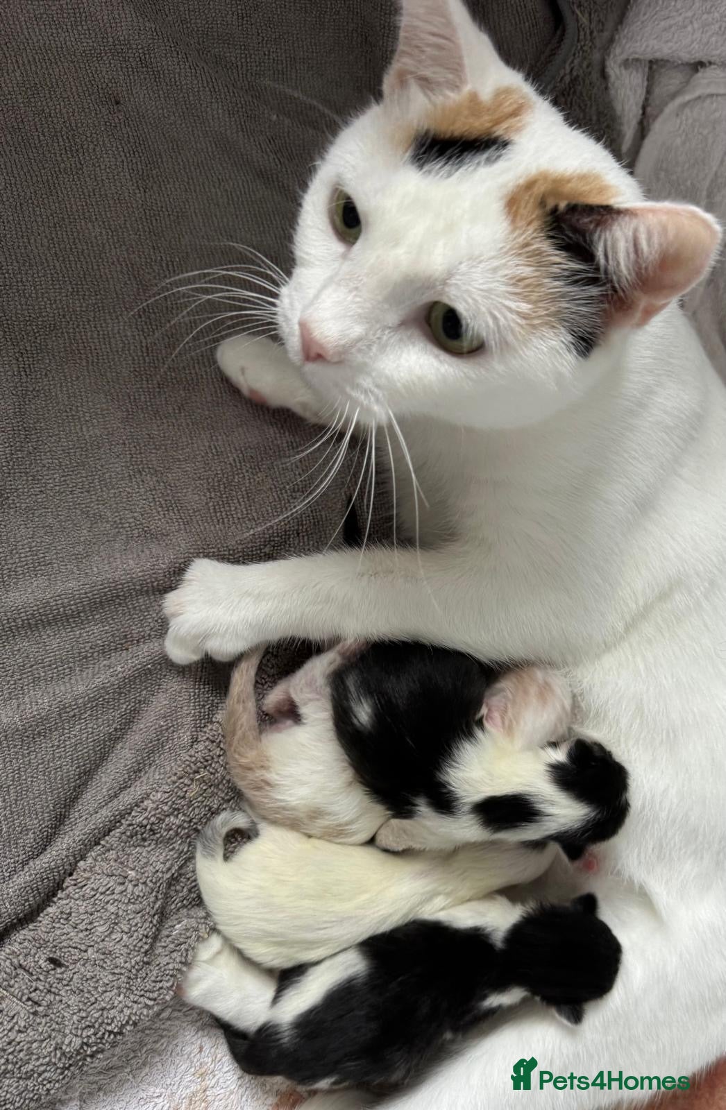 Mixed Breed cats 4 kittens looking for loving homes  - Advert 4