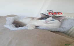 Ragdoll cats for sale: Ragdoll kittens  - Image 6