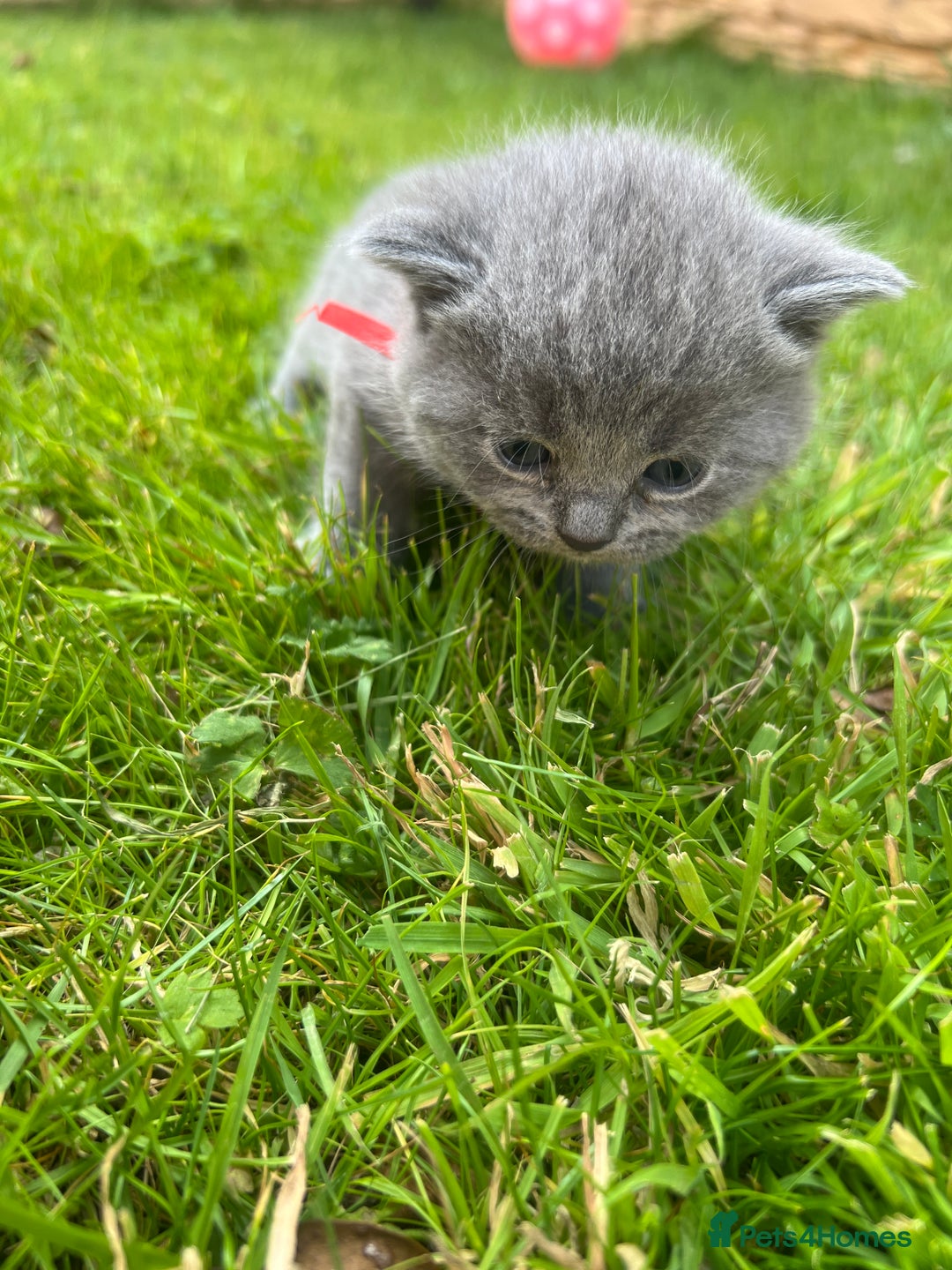 British Shorthair cats for sale: Blue British shorthair  - Image 14