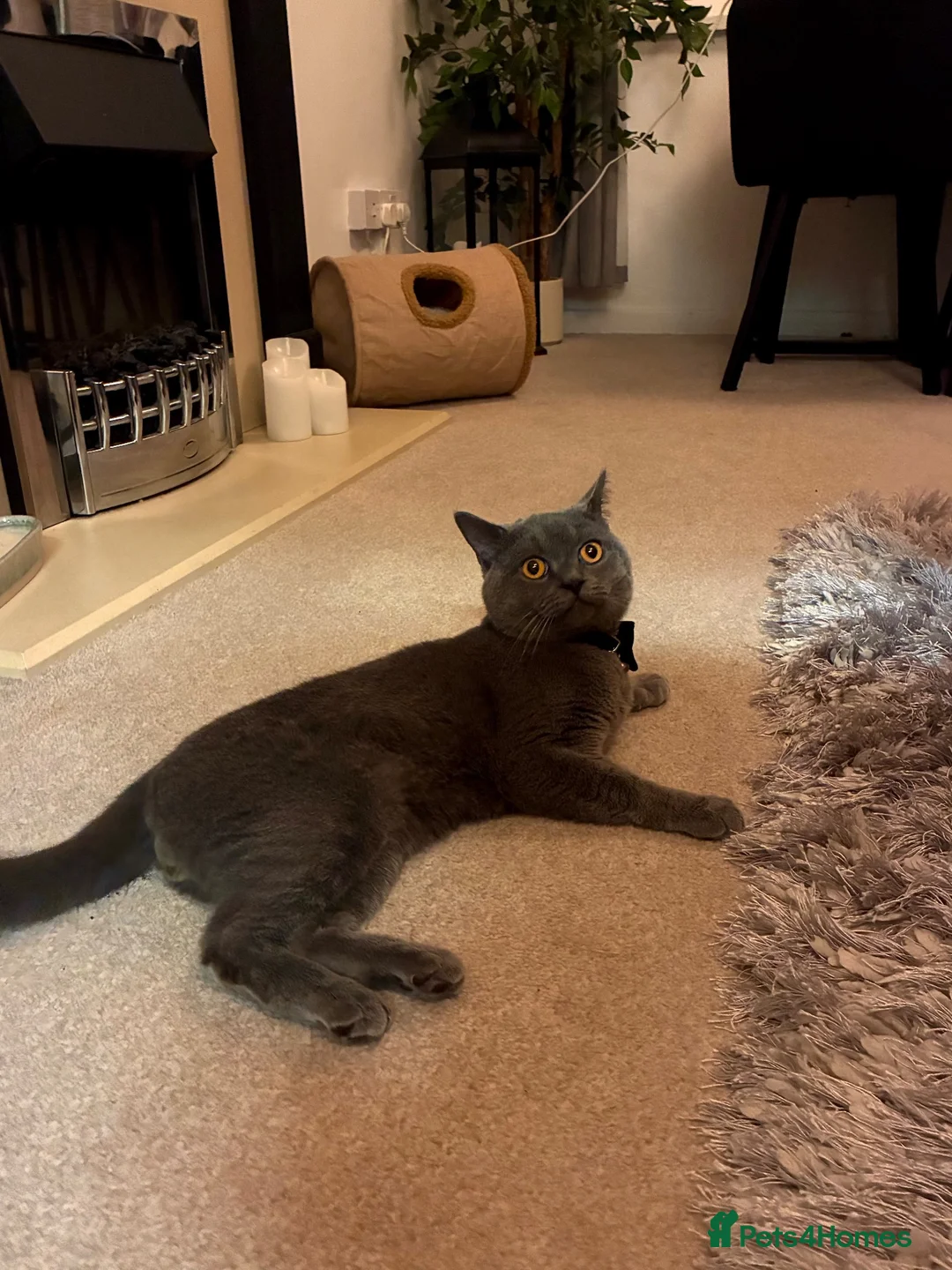 British Shorthair cats for sale: British shorthair - Advert 3