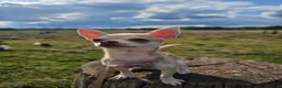 Chihuahua dogs for sale: Two Beautiful, Well-Socialised Chihuahua boys  - Advert 14