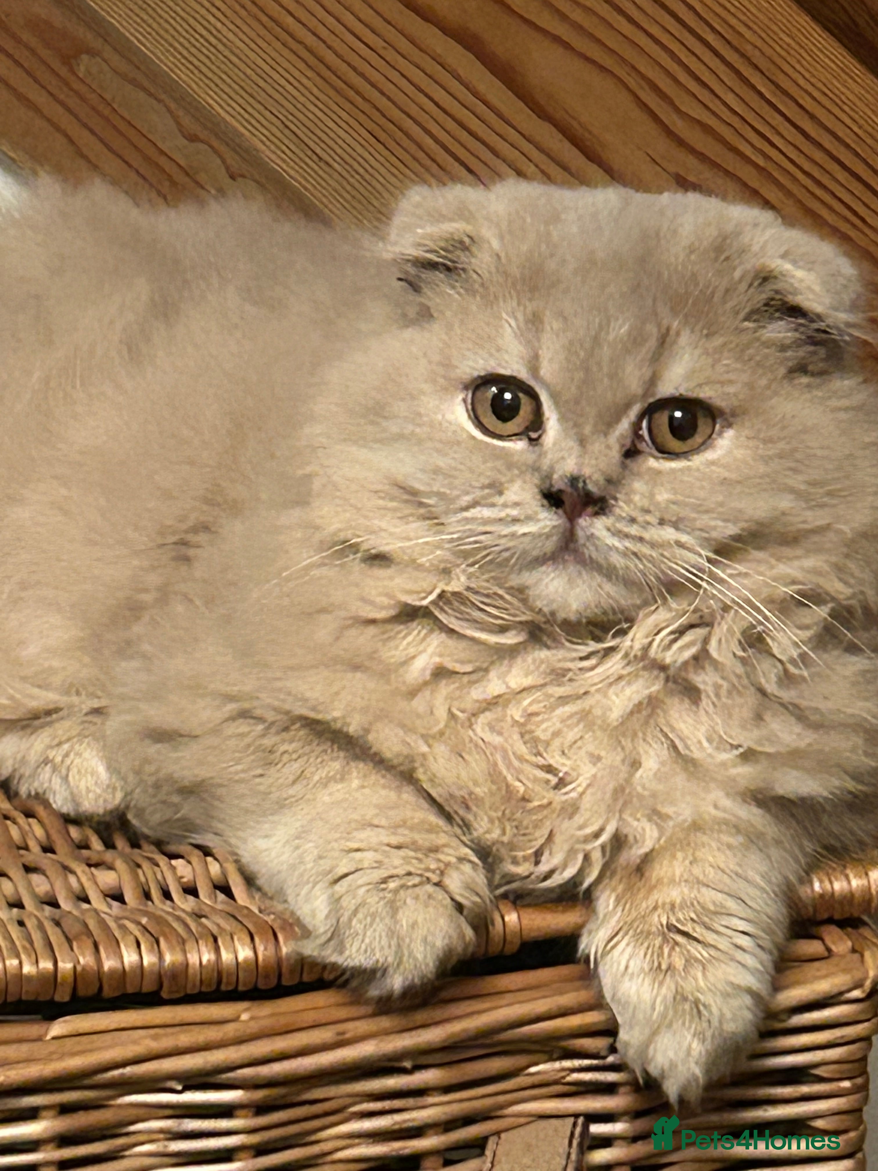 Scottish Fold cats 🩷Scottish fold kitten One Available 🩷 - Advert 1