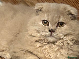 Scottish Fold cats 🩷Scottish fold kitten One Available 🩷 - Advert 1
