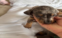 Dachshund dogs for sale: Dachshund puppies  - Image 4