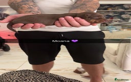 Miniature Dachshund dogs for sale: FOR SALE *Miniature dachshund puppies*  - Image 23