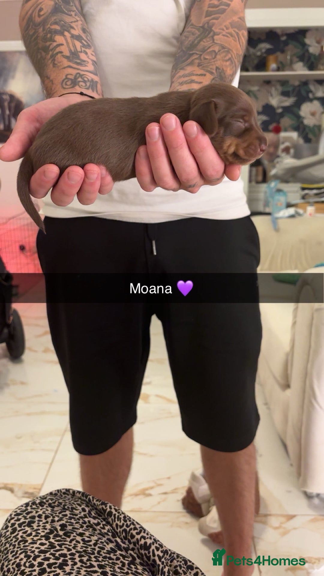 Miniature Dachshund dogs for sale: FOR SALE *Miniature dachshund puppies*  - Image 23