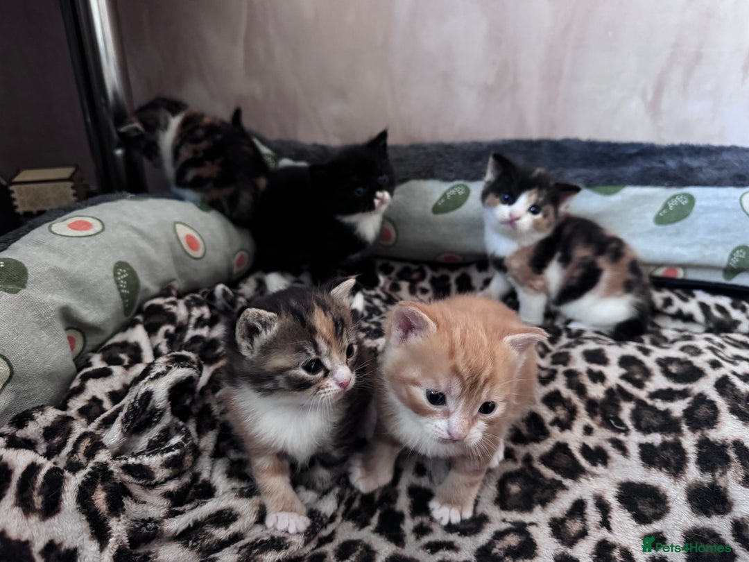 Bengal cats for sale: Beautifull kittens for sale - Image 24