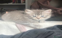 Scottish Fold cats for sale: STUNNING KITTENS FOR SALE! - Image 14
