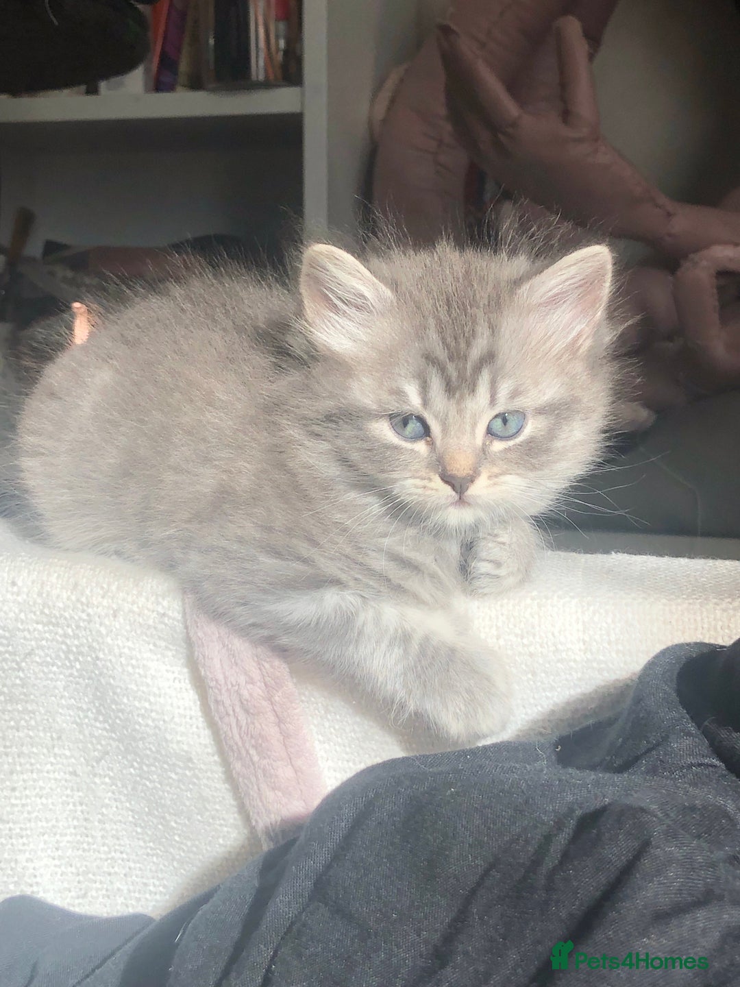 Scottish Fold cats for sale: STUNNING KITTENS FOR SALE! - Image 14