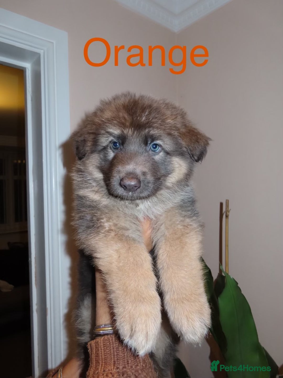 German Shepherd dogs for sale: RARE BLUE/BLACK KC REG GSD PUPS 💙 🐾 - Image 5