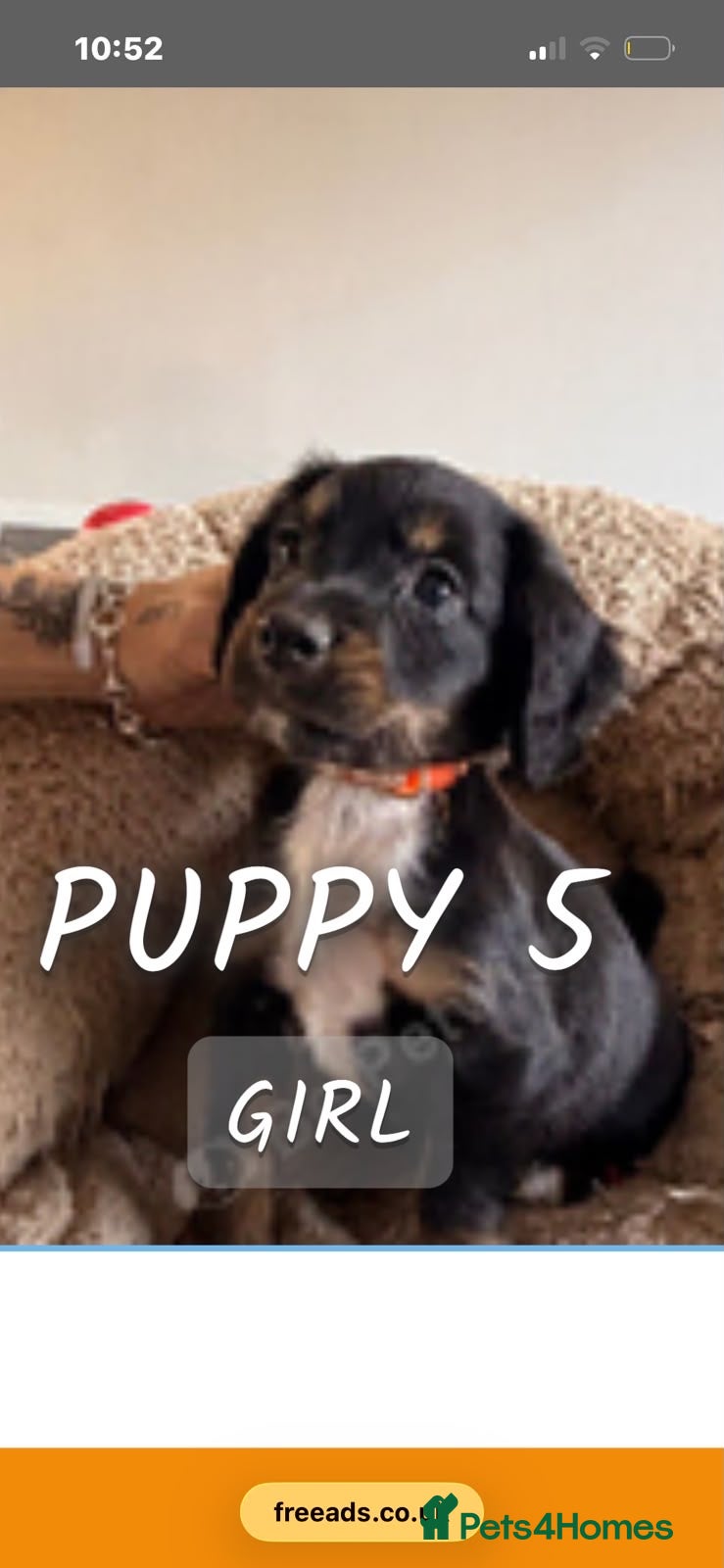 Cocker Spaniel dogs Cocker spaniel puppies ready Sunday  - Advert 2