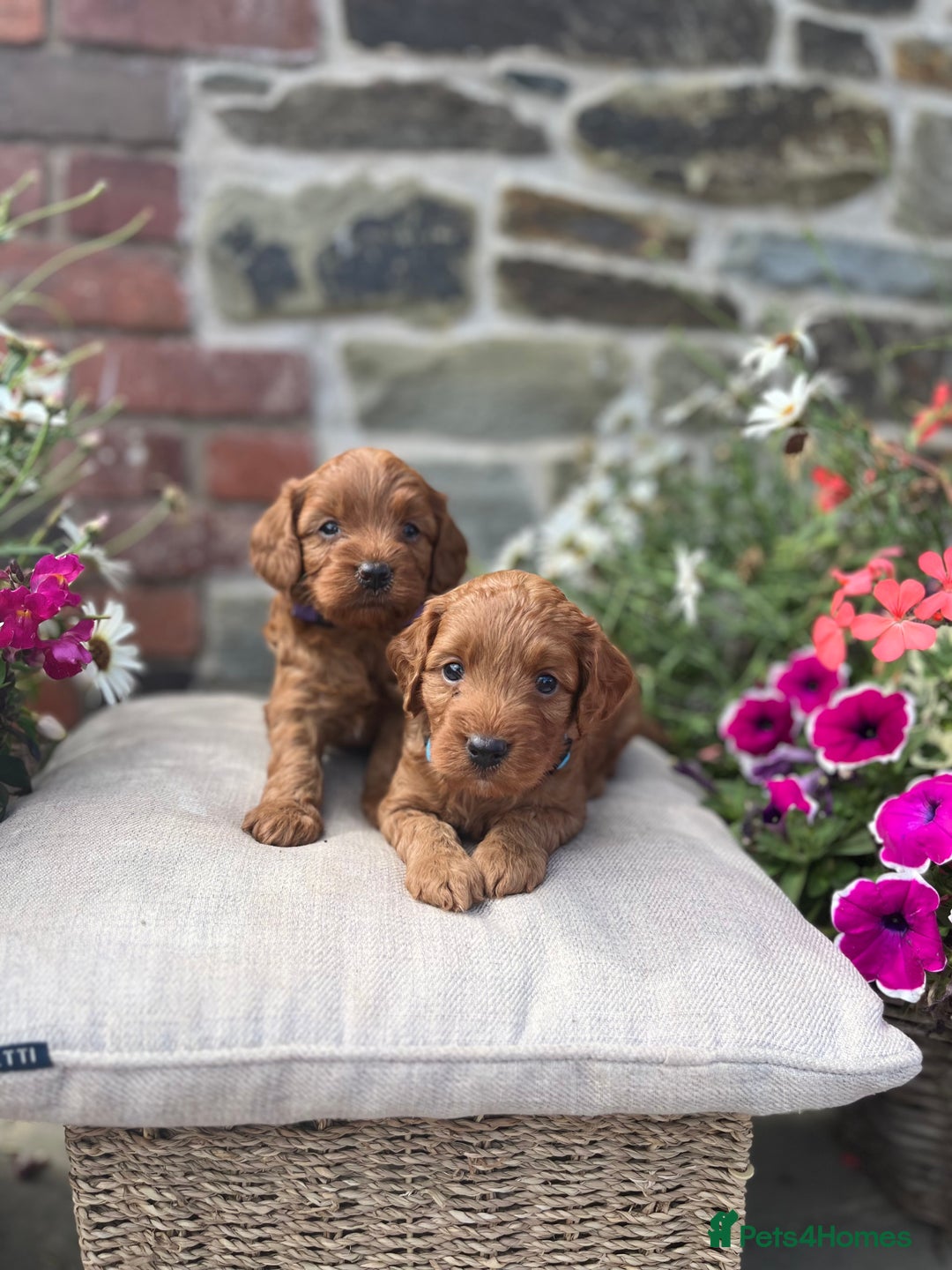 Cockapoo dogs for sale: Beautiful Toy F1 Cockapoo Puppies for sale - Image 16