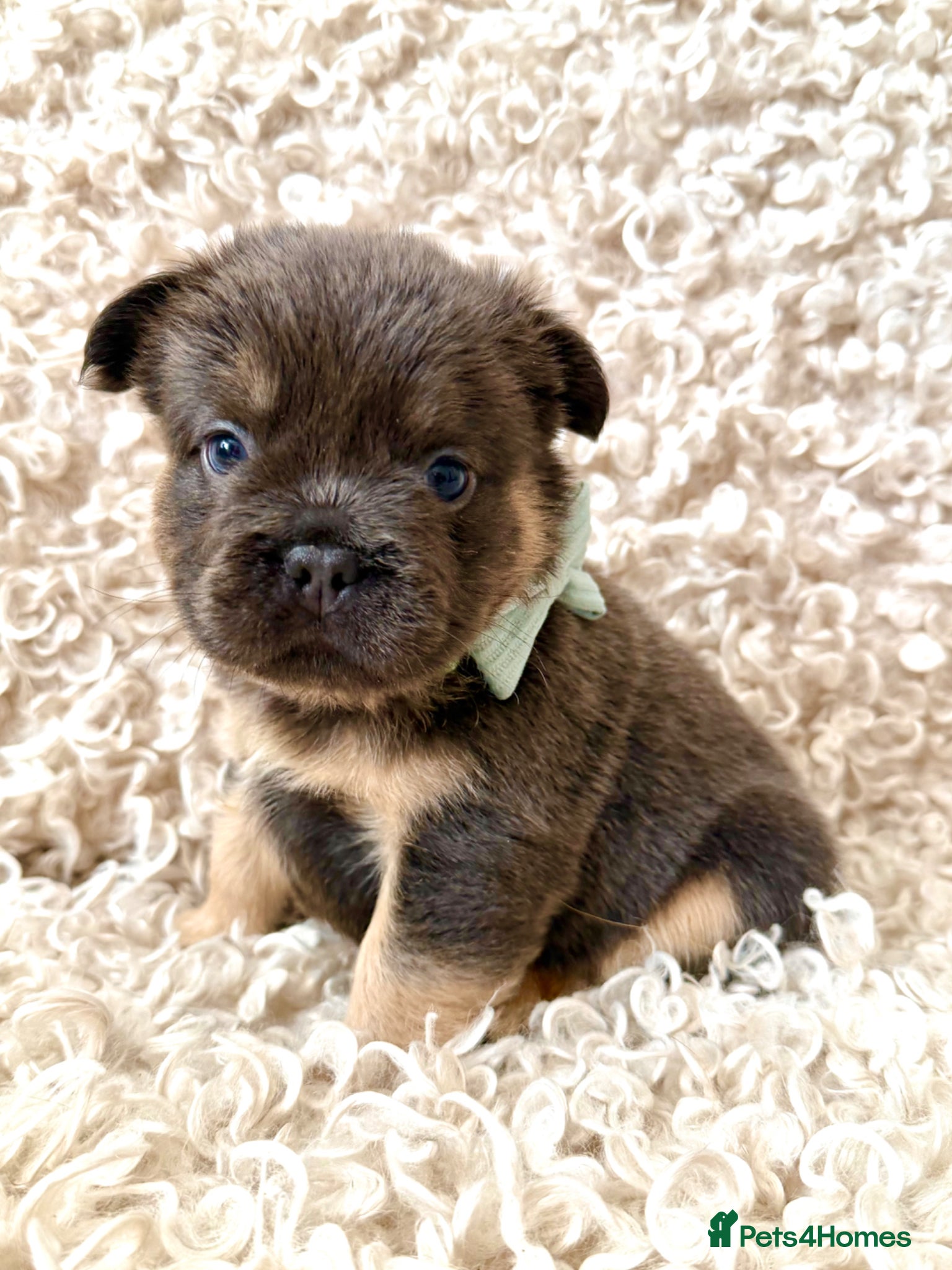 French Bulldog dogs French bulldog puppies - Advert 1