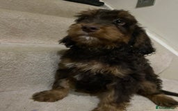 Cockapoo dogs for sale: F1 cockapoo PRA hereditary clear  - Image 7