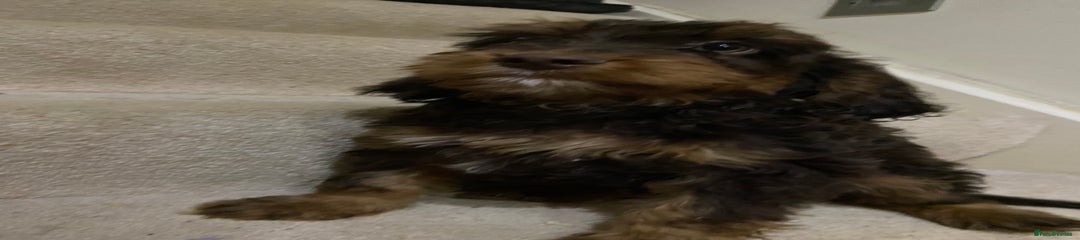 Cockapoo Puppy 1