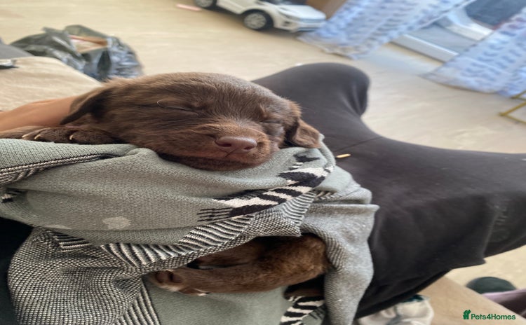 Mixed Breed dogs Beautiful Puppies – Few Left! - Advert 14