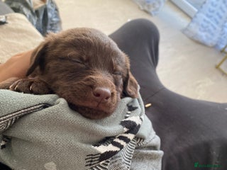 Mixed Breed dogs Beautiful Puppies – Few Left! - Advert 7