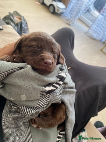 Mixed Breed dogs Beautiful Puppies – Few Left! - Advert 14