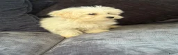 Mixed Breed dogs for sale: Cotonoodle pups ready now fully vaccinated  - Advert 4