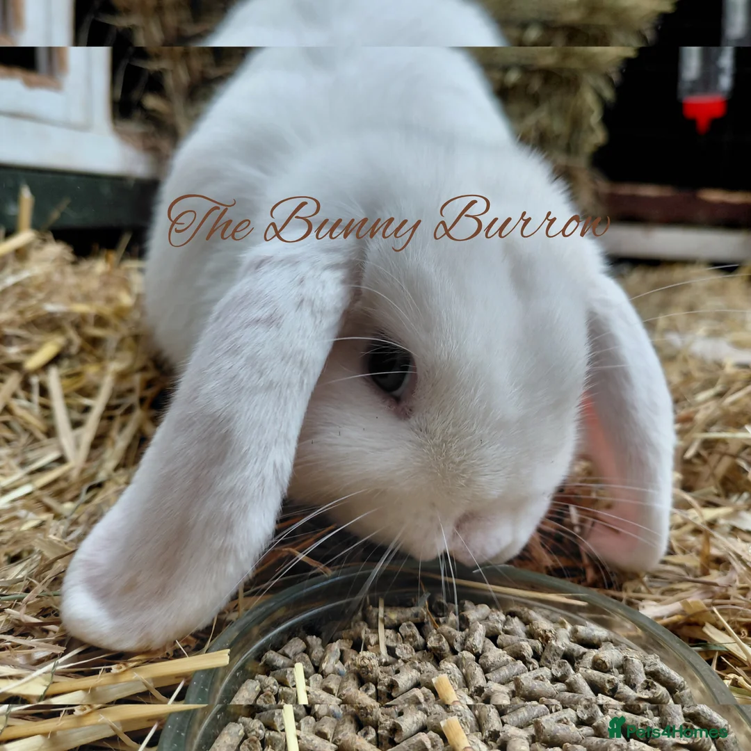 Mini Lop rabbits for sale: Mini Lop  - Advert 2